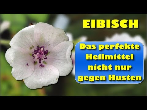 Video: 9 Vorteile Der Eibischwurzel - Das Ultimative Heilmittel Gegen Husten Und Erkältung