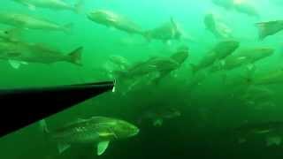 Redfish Run - Spearfishing