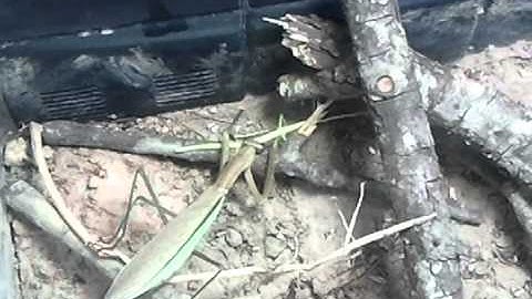 Praying mantis vs walking stick