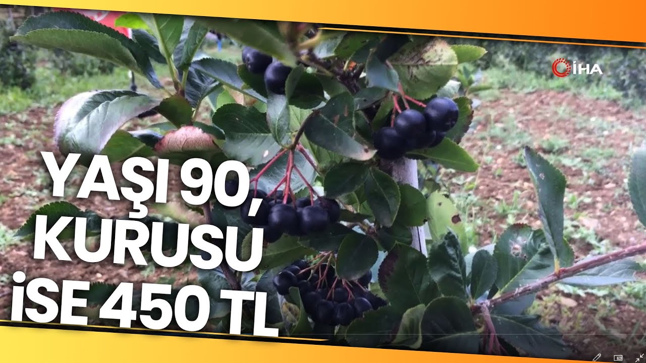 Bilecik'te Toprakla Buluşan Aronya Bitkisinin İlk Hasadı Yapıldı