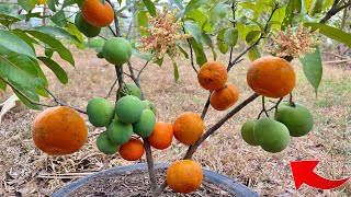 Great ideas for reproducing mangoes tree in oranges get 100% Fast Fruiting Using This Easy Way