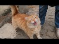 Orange cat asking for love with her cute meow