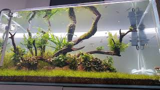 Aquascaper 900 - now with fish