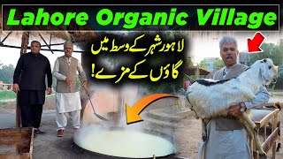 Amin Hafeez Exploring Lahore Organic Village  | How to Make Jaggery ? Discover Pakistan