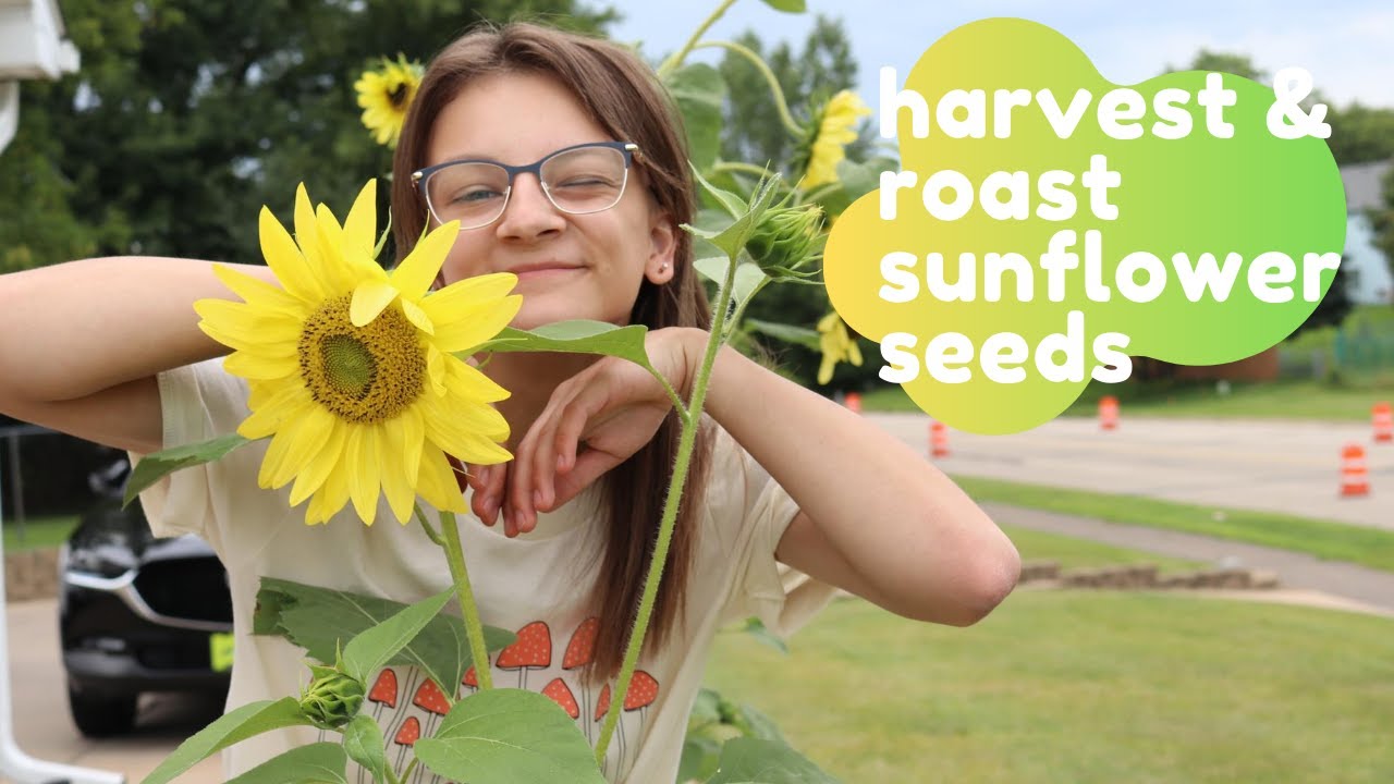 How to Harvest & Roast Sunflower Seeds 🌻 YouTube