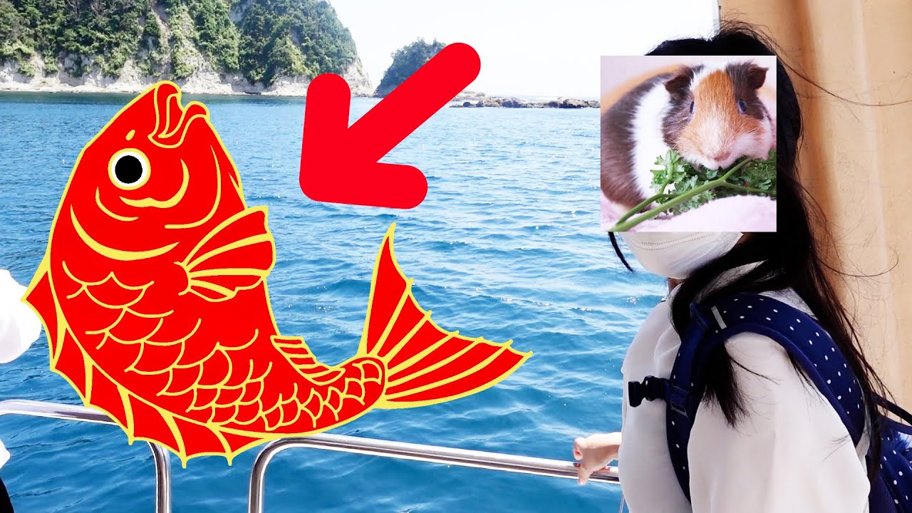 鯛の浦遊覧船 船の上から千葉県の海にエサを撒いた結果 大興奮 Youtube 鯛の浦遊覧船 船の上から千葉県の海にエサを撒いた結果 大興奮 Youtube