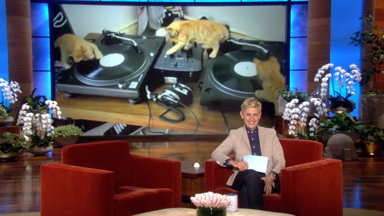 Here's My Talent, Animal Style