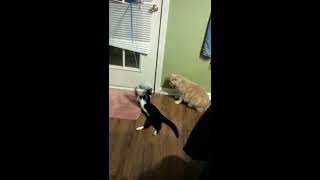 Tuxedo Cat Plays With Door Toy Munchie by TheCatLife 6 views 4 years ago 1 minute, 17 seconds