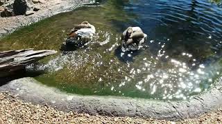Egyptian Geese Are Bathing In Busch Gardens Tampa Florida.n.1.Hd