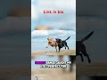 DOGS Need PROPER Care And Training?||pet care and dog training#cat #petcare #grooming  #catgrooming