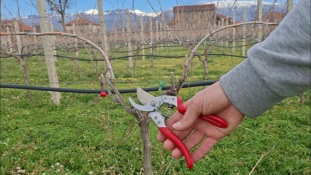 Обрезка винограда для начинающих - как обрезать плодовую лозу, длинная обрезка Часть 2 (субтитры:RU)