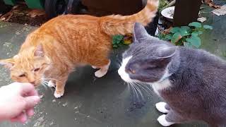 Biscuit The Feral Cat Is Getting Very Tame