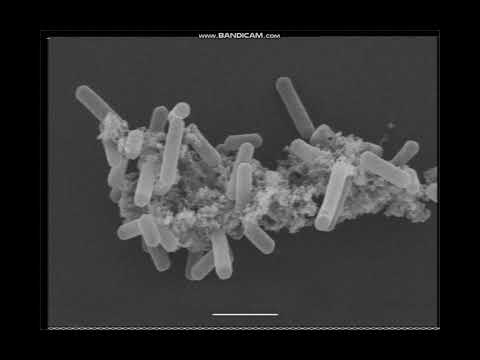 Видео: Могут ли архебактерии жить в экстремальных условиях?