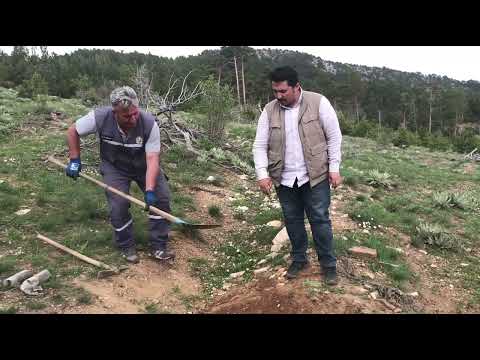 Video: Çıplak Köklü Ağaç Dikmek Hakkında - Çıplak Köklü Ağaç Dikmek İçin İpuçları