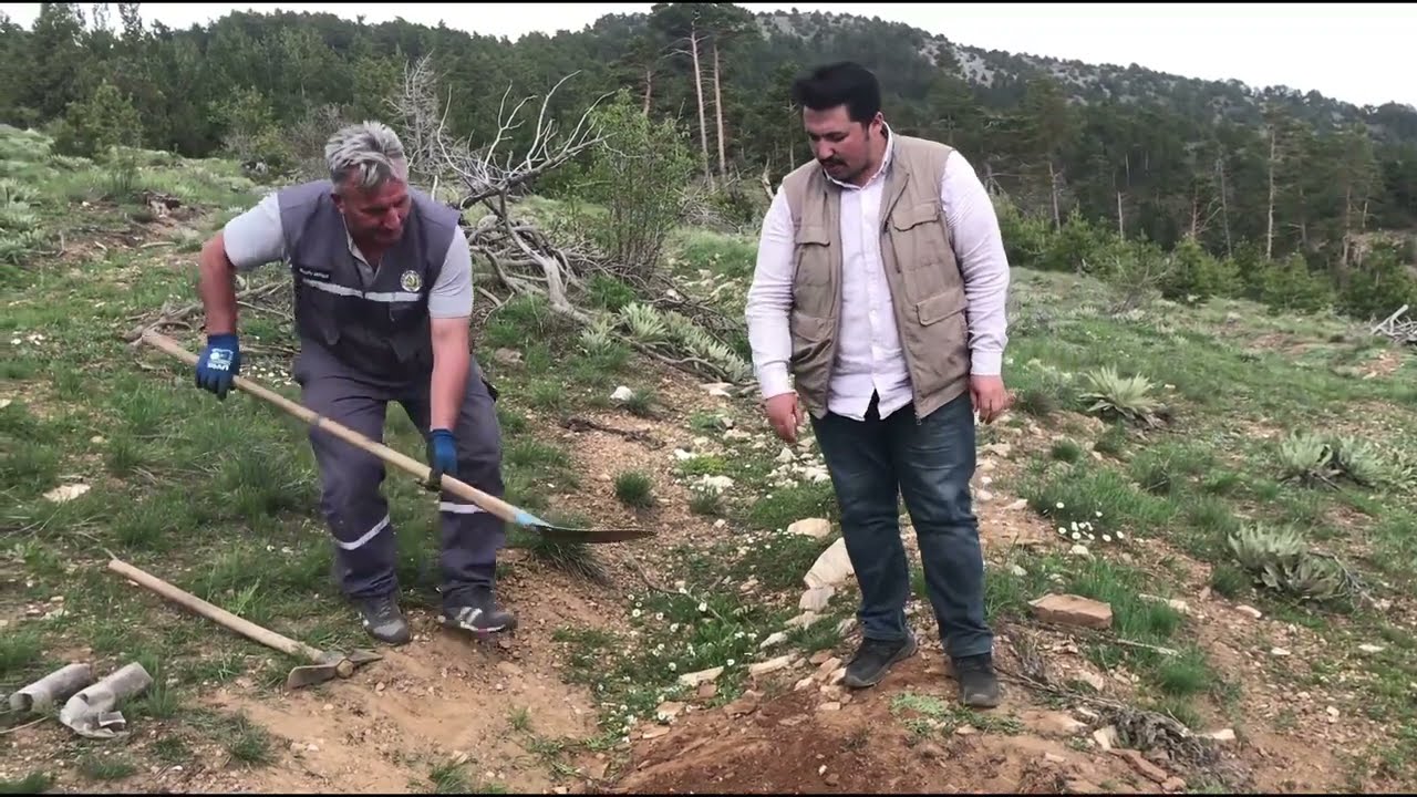 Tüplü ve Çıplak Köklü Fidan  Dikimi