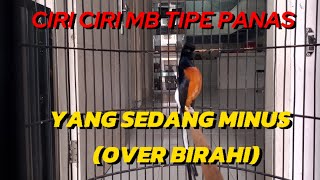 CIRI CIRI MURAI TIPE PANAS YANG SEDANG MENGALAMI MINUS SUHU TUBUH (OVER BIRAHI)