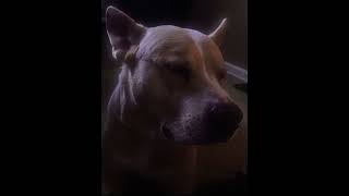 Simpsonwave 1995 sped Up