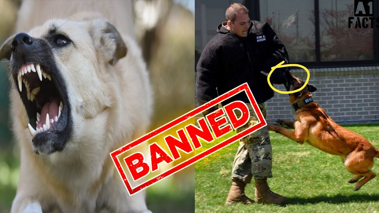 Top 10 Most Banned Dog Breeds In The World Dangerous Dogs