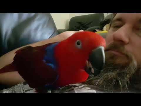 Kuku the talking Eclectus parrot