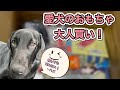 愛犬のおもちゃ大人買いしました #ラブラドールレトリバー 黒ラブ 子犬