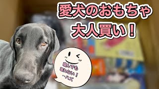 愛犬のおもちゃ大人買いしました #ラブラドールレトリバー 黒ラブ 子犬