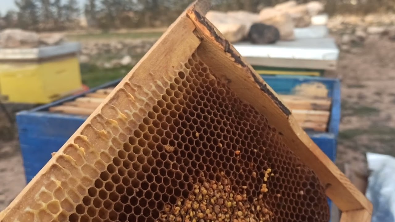 تقديم التغذية بحبوب اللقاح للخلايا الضعيفة و المتوسطة