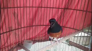 Murai Batu Kamu Kurang Variasi? Gunakan Masteran Ini!