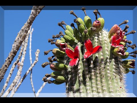 Βίντεο: Μπορεί το Saguaro να αναπτυχθεί στο Τέξας;
