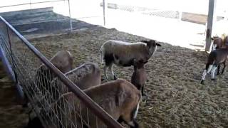 MVI_4893.AVI