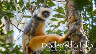 Diademed sifaka's - Andasibe Mantadia National Park - Madagascar 4K HDR