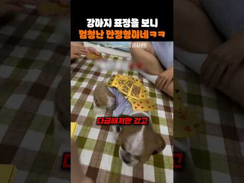 강아지 표정을 보니 엄청난 안정형이네ㅋㅋ thumbnail