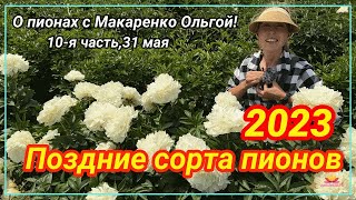 Цветение пионов 31 мая 2023 года / Сад Ворошиловой