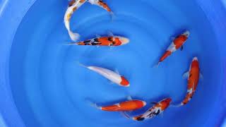 BOWL M - Selection of £75 Koi For Sale