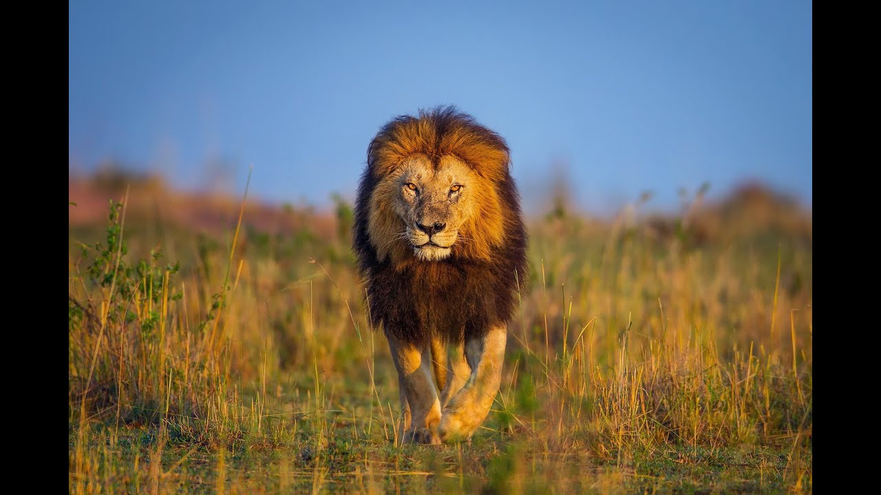 CUTE ANIMALS #1 - YouTube