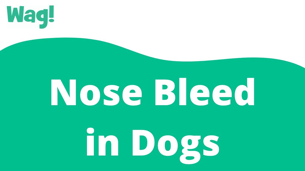 what does it mean when your dog has a bloody nose