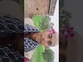 video 📹 🎥 #youtubeshorts #video #bhojpuri #song #ytshorts