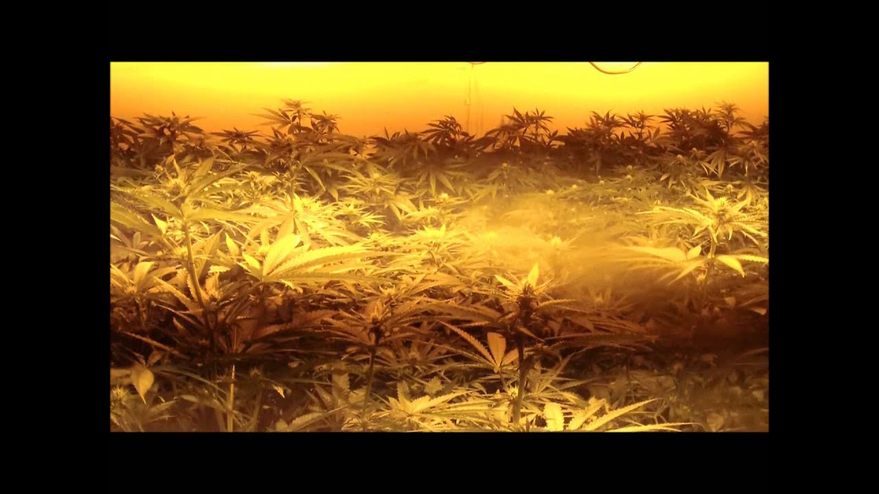 8000 Watts Afgoo Day 21 Flower