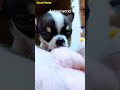 幸せを運ぶ子犬 #KoreaPuppies #JapanDogs