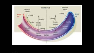 Fluids and Electrolytes