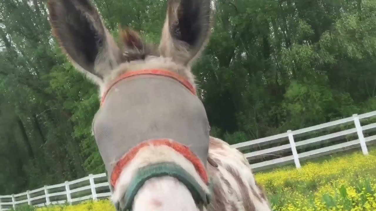 2021 Reins of Life Program Summary & Impact Video