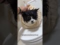 A guide to bathing the little piglet #Cats taking baths #Cow cat #Daily record of a cute pet #Cute P