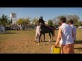 beautiful Stallion display jasra horse show 2023