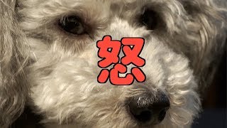 🐶雨の日は、ご機嫌ナナメなトイプードル。【トイプードルのグリィ】【dog】【toy poodle】