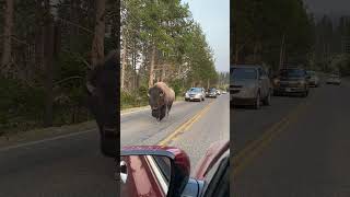 Buffalo Filmed Up-Close during a Roadside Encounter
