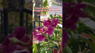 Download Lagu Warna indah Anggrek Bulan. #orchid #anggrek #bunga #tanamanhias #flowers #anggrekphalaenopsis MP3 Download Lagu Warna indah Anggrek Bulan. #orchid #anggrek #bunga #tanamanhias #flowers #anggrekphalaenopsis MP3