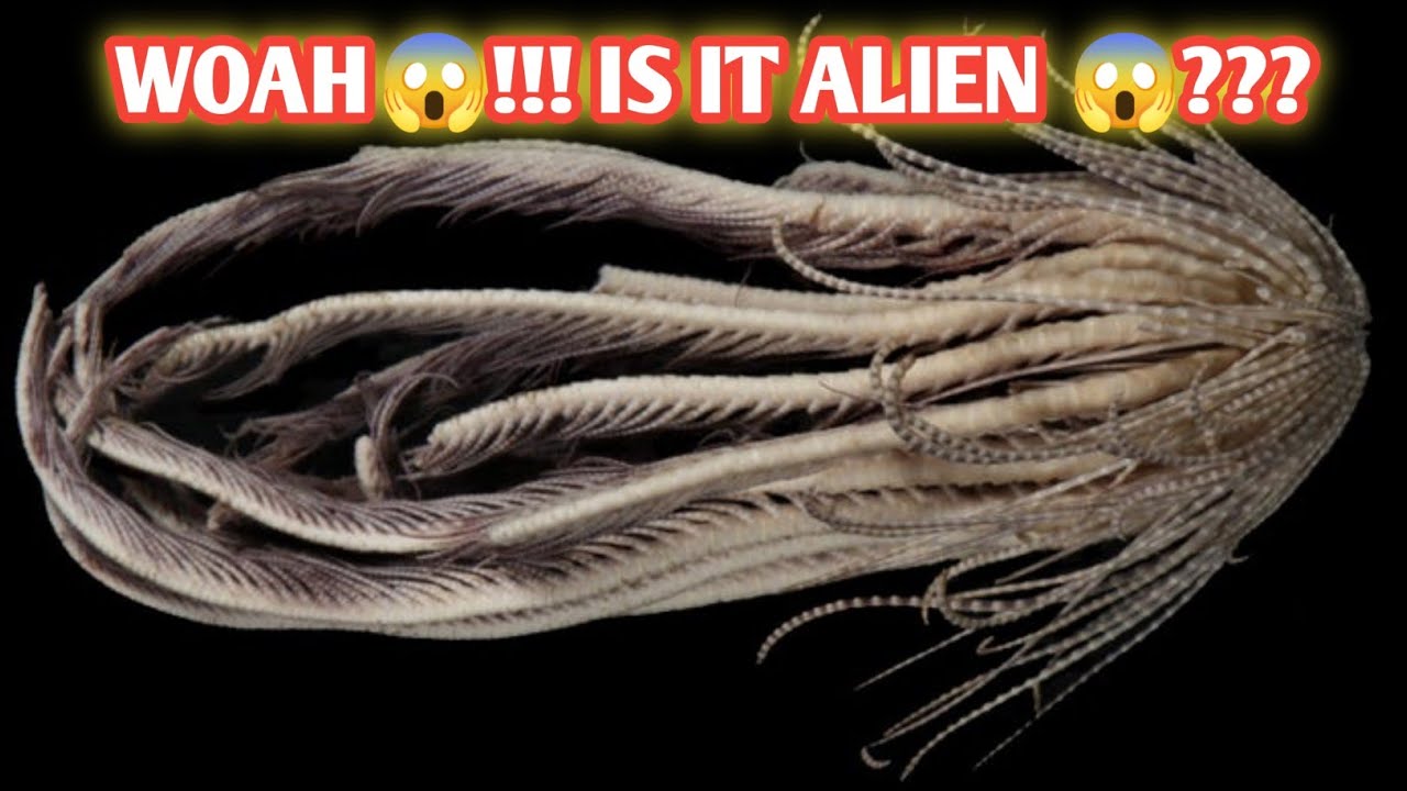 This Alien Looking Creature Found in Antarctica