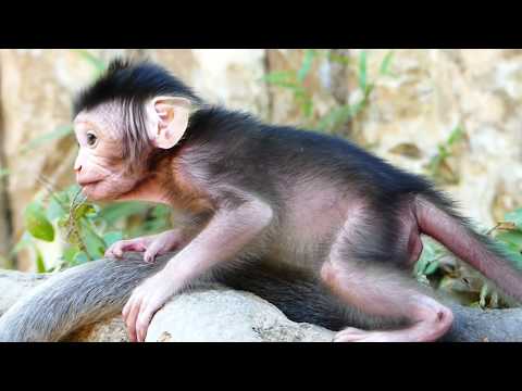 Top Beautiful Newborn Monkey In 2019 Just Born Cute Baby Learn Top Beautiful Newborn Monkey In 2019 Just Born Cute Baby Learn