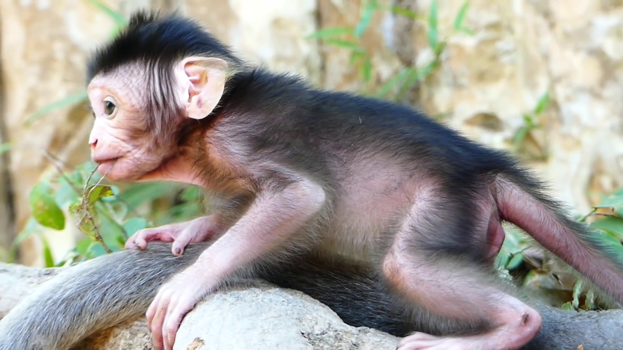 Top Beautiful Newborn Monkey In 2019 Just Born Cute Baby & Learn How