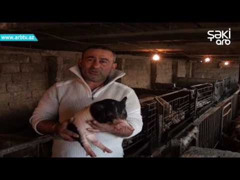 Video: Donuz Balaları Necə Yetişdirilir