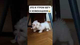 Это я утром бегу к кофемашине … с собакой на одной волне